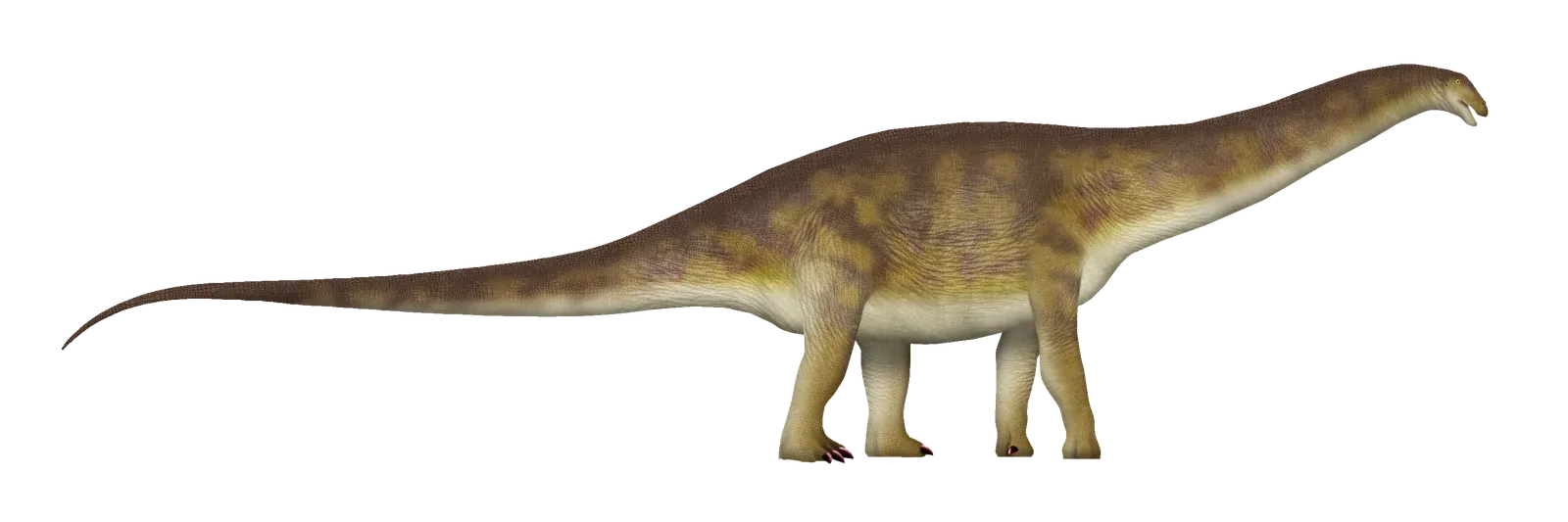 The True Temperament Behind the Size (Image Credits: Wikimedia)