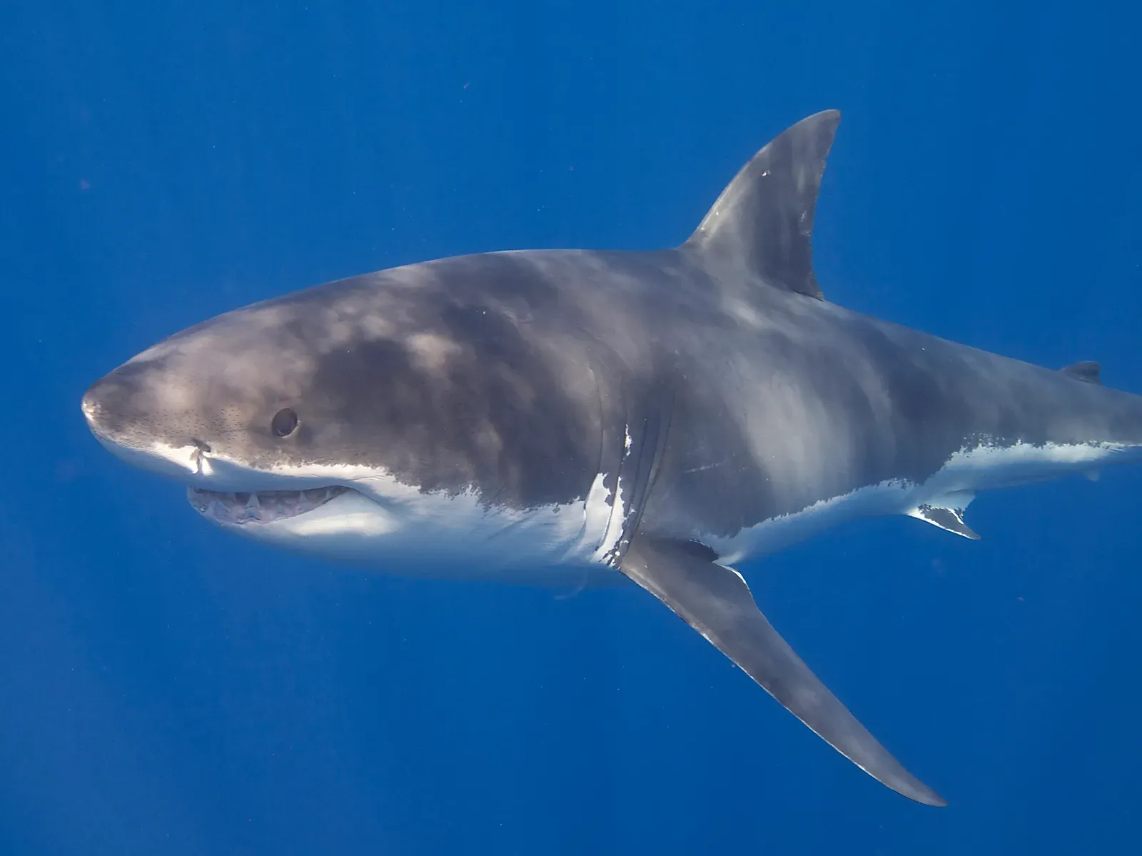 #11 - Sharks Cross Entire Oceans for Reasons Nobody Can Confirm (Great White Shark, CC BY 2.0)