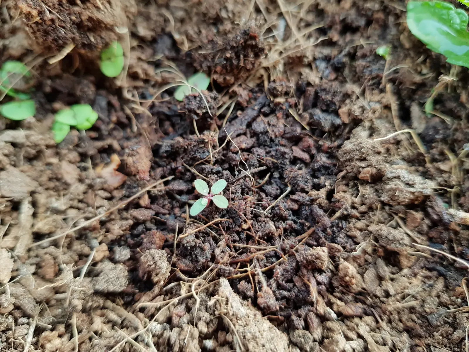 #8 – A Refuge and Nursery for Seeds (By Picturesque64, CC BY-SA 4.0)