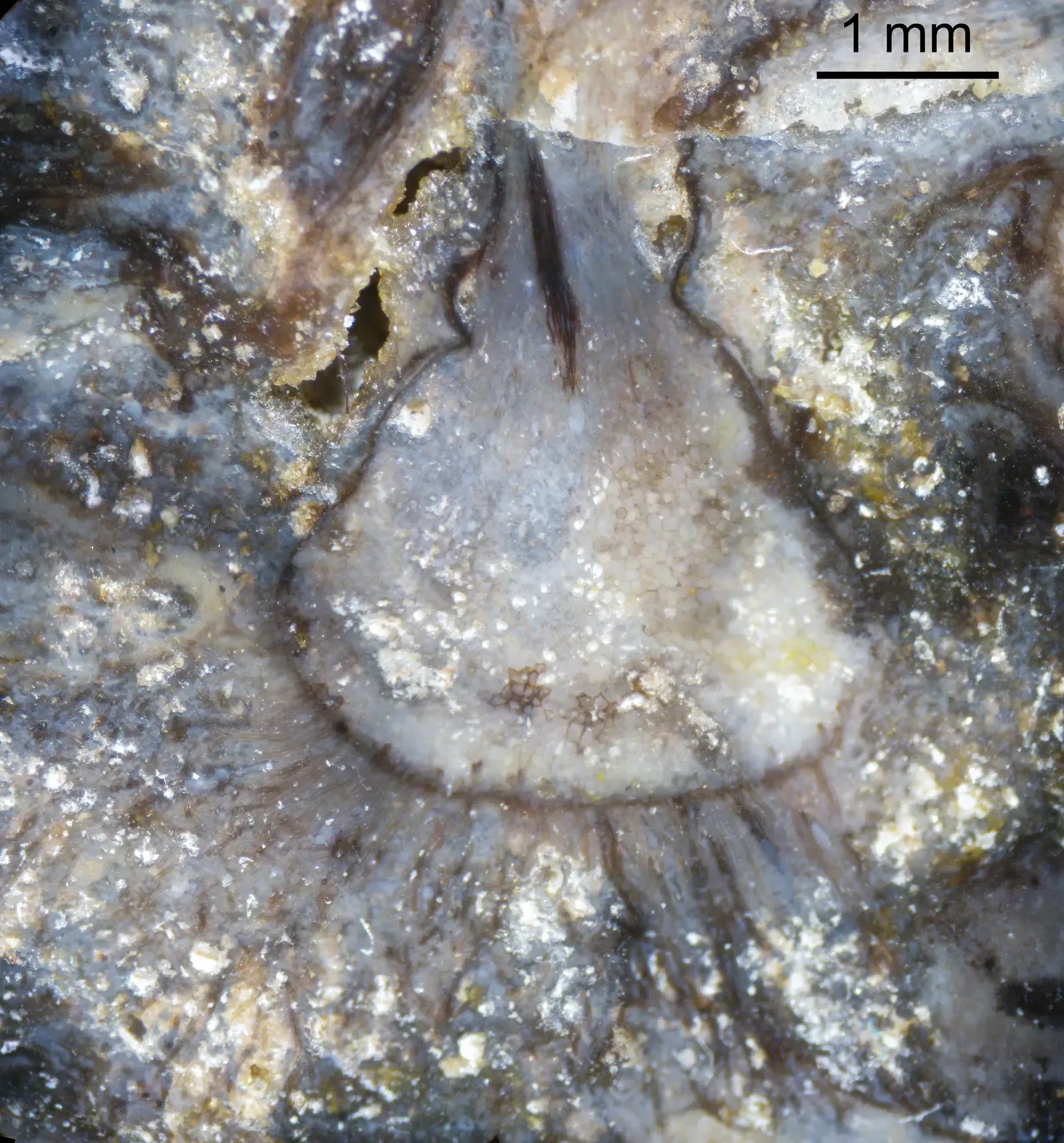 4. Horneophyton lignieri and the Fossil That Explained How Plants Grew Tall (By Peter coxhead, CC BY-SA 4.0)