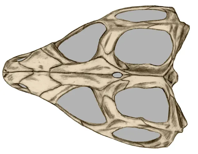 A Third Eye That Actually Exists (Image Credits: Wikimedia)