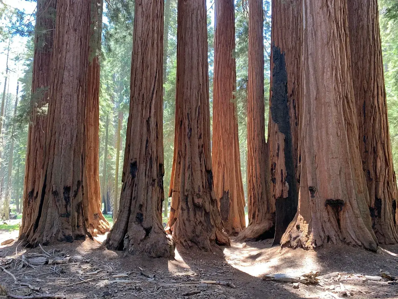 California's Ancient Forests: A Western Prehistoric Landscape (Image Credits: Pixabay)