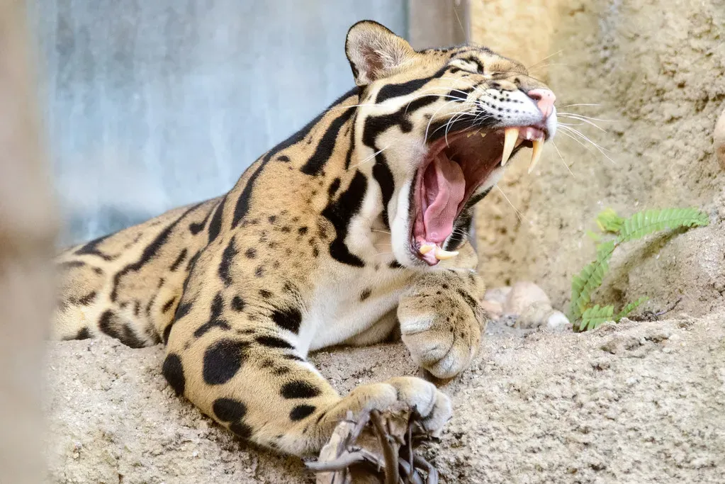 The Saber-Tooth Connection Nobody Saw Coming (Image Credits: Flickr)