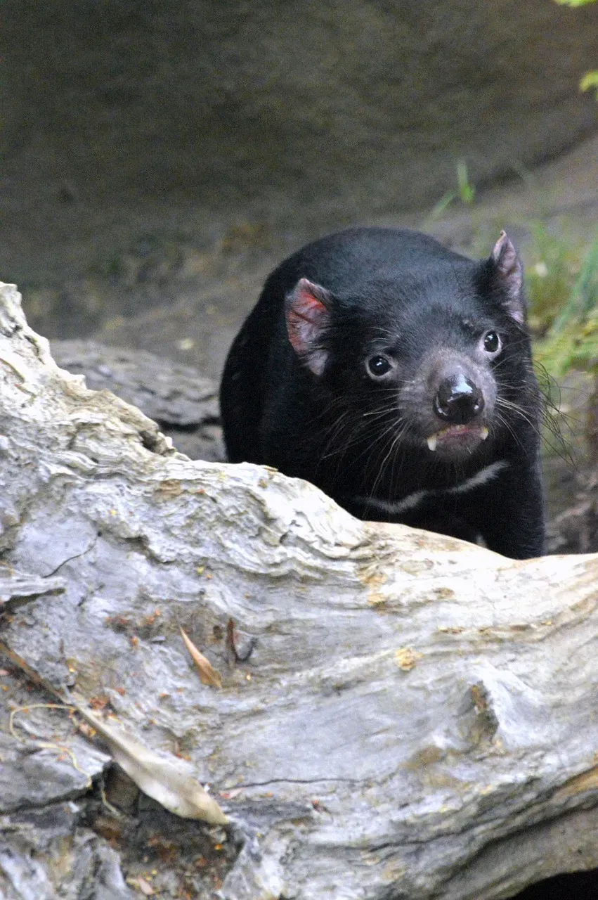 Devils Were Once Common on Mainland Australia (Image Credits: Pixabay)