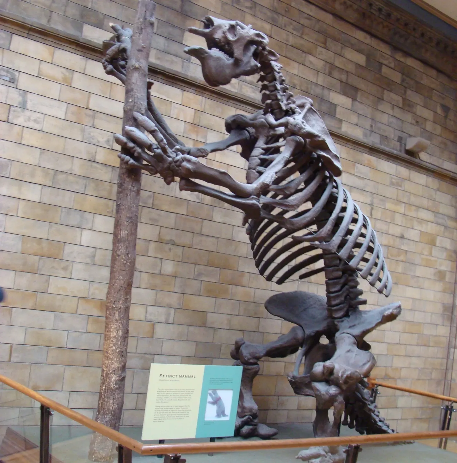 #6 - Giant Ground Sloths (Megatherium & Friends): Shaggy or Bare? (Image Credits: Wikimedia)