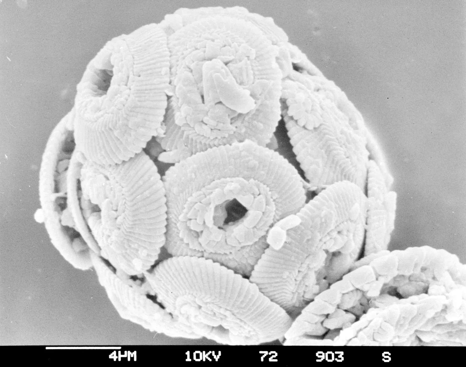 The Button Makers: Coccolithophores and Their Chalky Plates (Image Credits: Wikimedia)