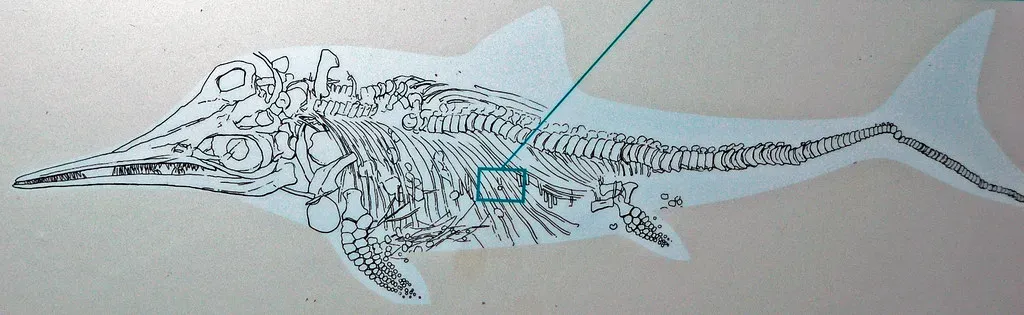 Ichthyosaurs: The Dolphin-Shaped Reptiles That Birthed at Sea (James St. John, Flickr, CC BY 2.0)