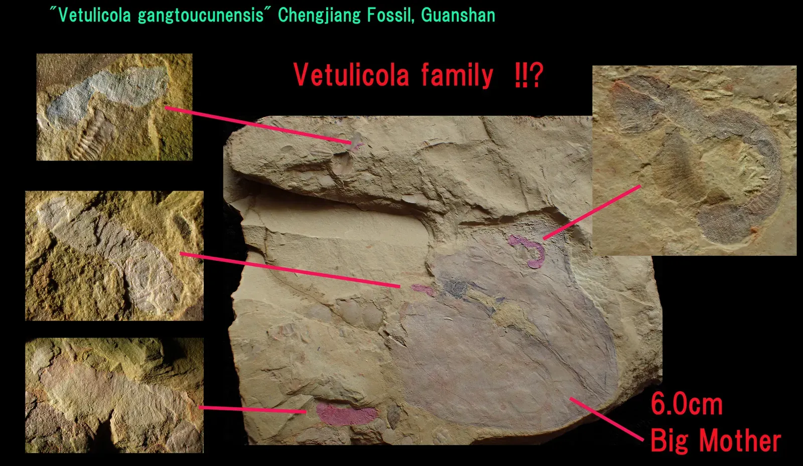 9. Vetulicola: The Body Plan That Broke Every Classification System (By Masahiro miyasaka, CC BY-SA 4.0)