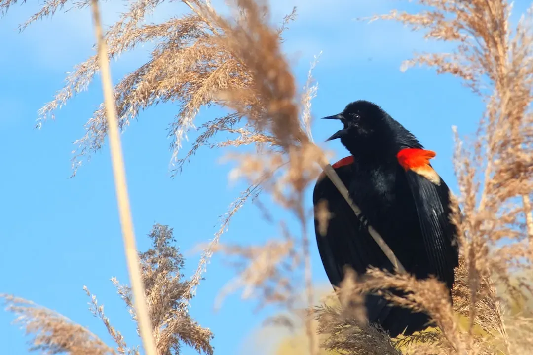 Bird Vocalizations Beyond Simple Songs (Image Credits: Unsplash)