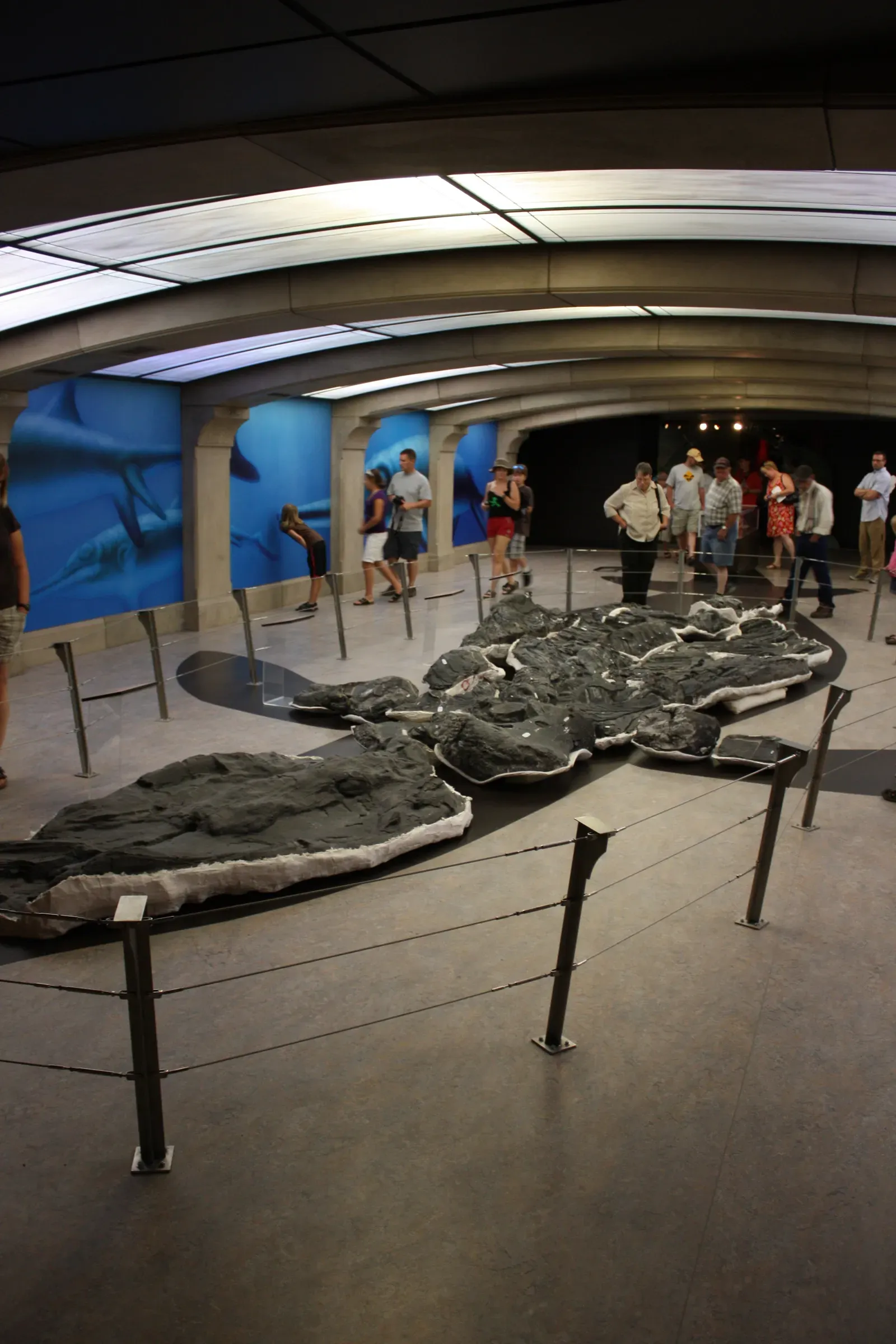 #8 - Shastasaurus, the Giant Built From Scattered Bones (By IJReid, CC BY 4.0)