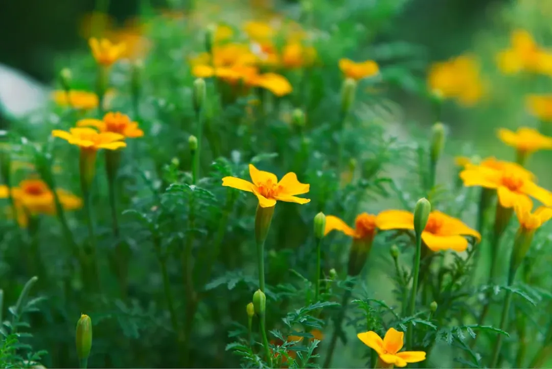 The Late Arrival of Flowering Plants Changed Everything (Image Credits: Unsplash)