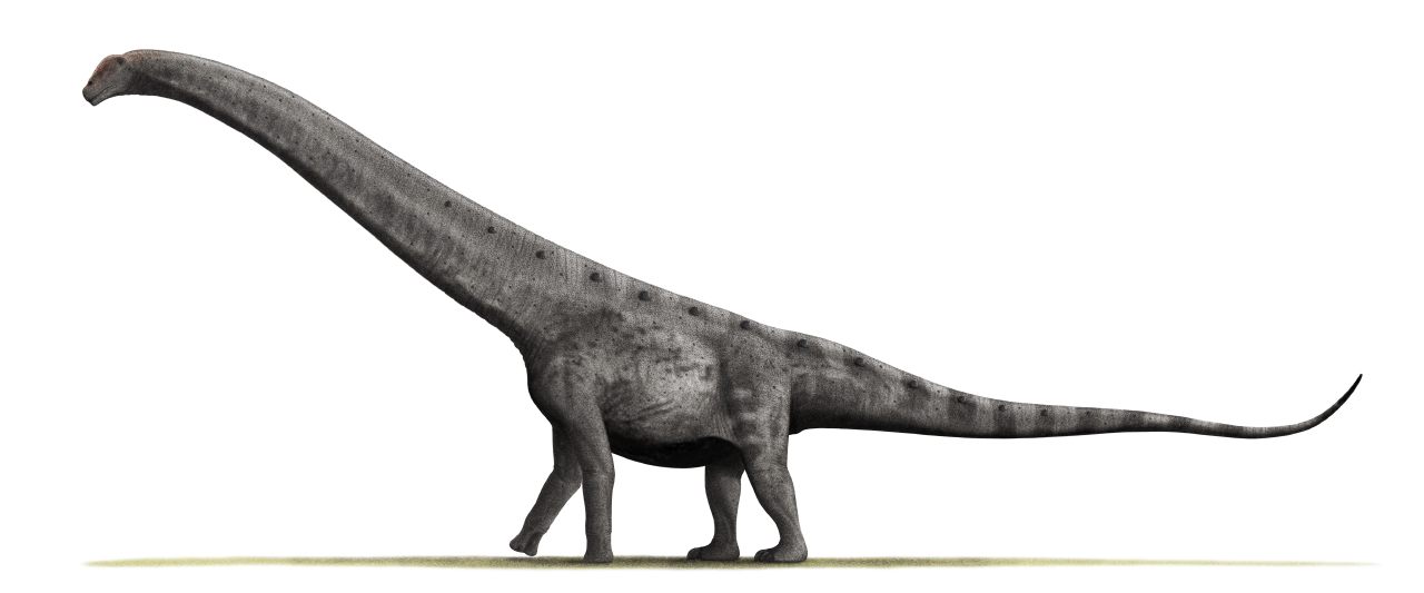 Argentinosaurus huinculensis - The Argentine Thunder (Image Credits: Wikimedia)