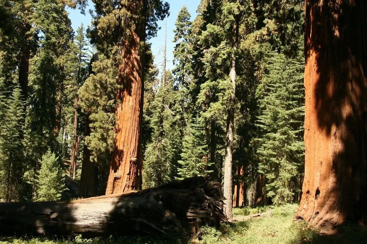 Conclusion: Trees Have Been in Charge Longer Than We Thought (Image Credits: Pixabay)