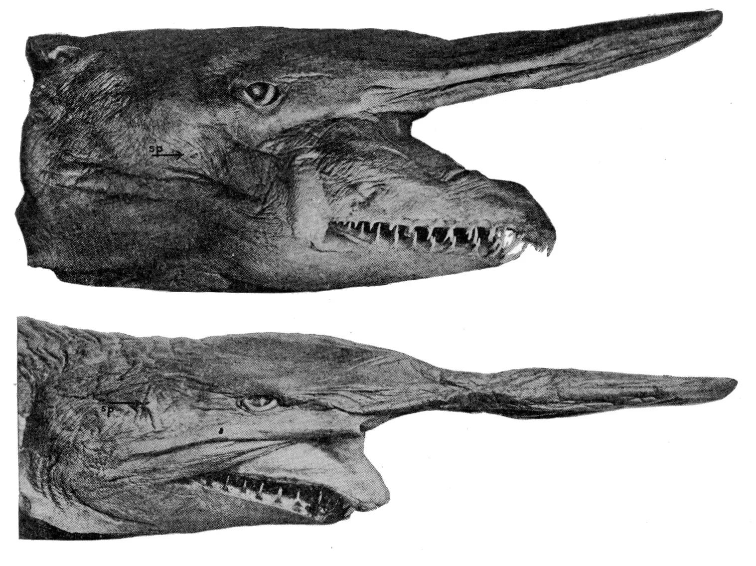 Ancient Survivor in a Rapidly Changing Ocean (Hussakof L. A new goblin shark, Scapanorhynchus jordani, from Japan. Bulletin of the AMNH 26, 257-262, Public domain)