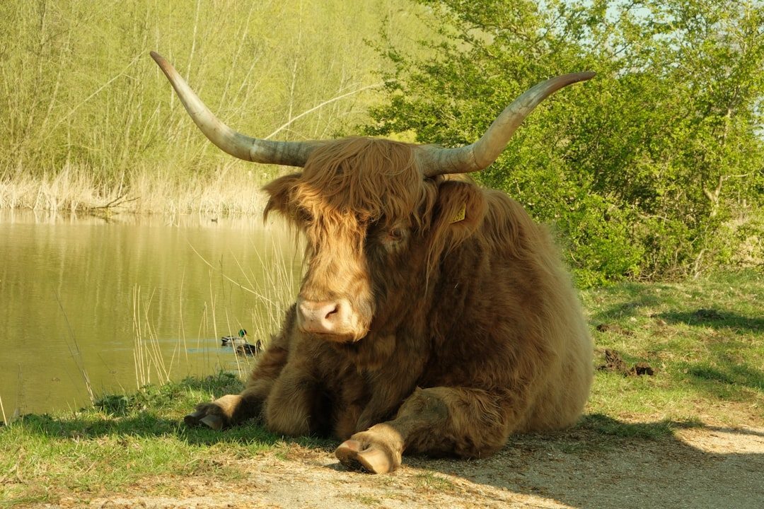 The Ox: Stubbornly Stuck in Your Ways (Image Credits: Unsplash)