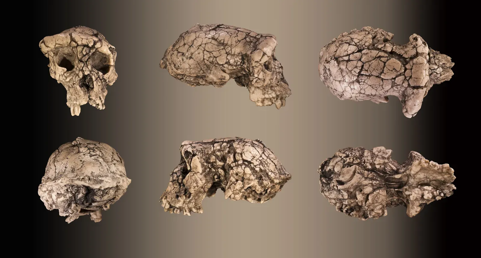 Clues from Controversial Fossils (By Didier Descouens, CC BY-SA 4.0)