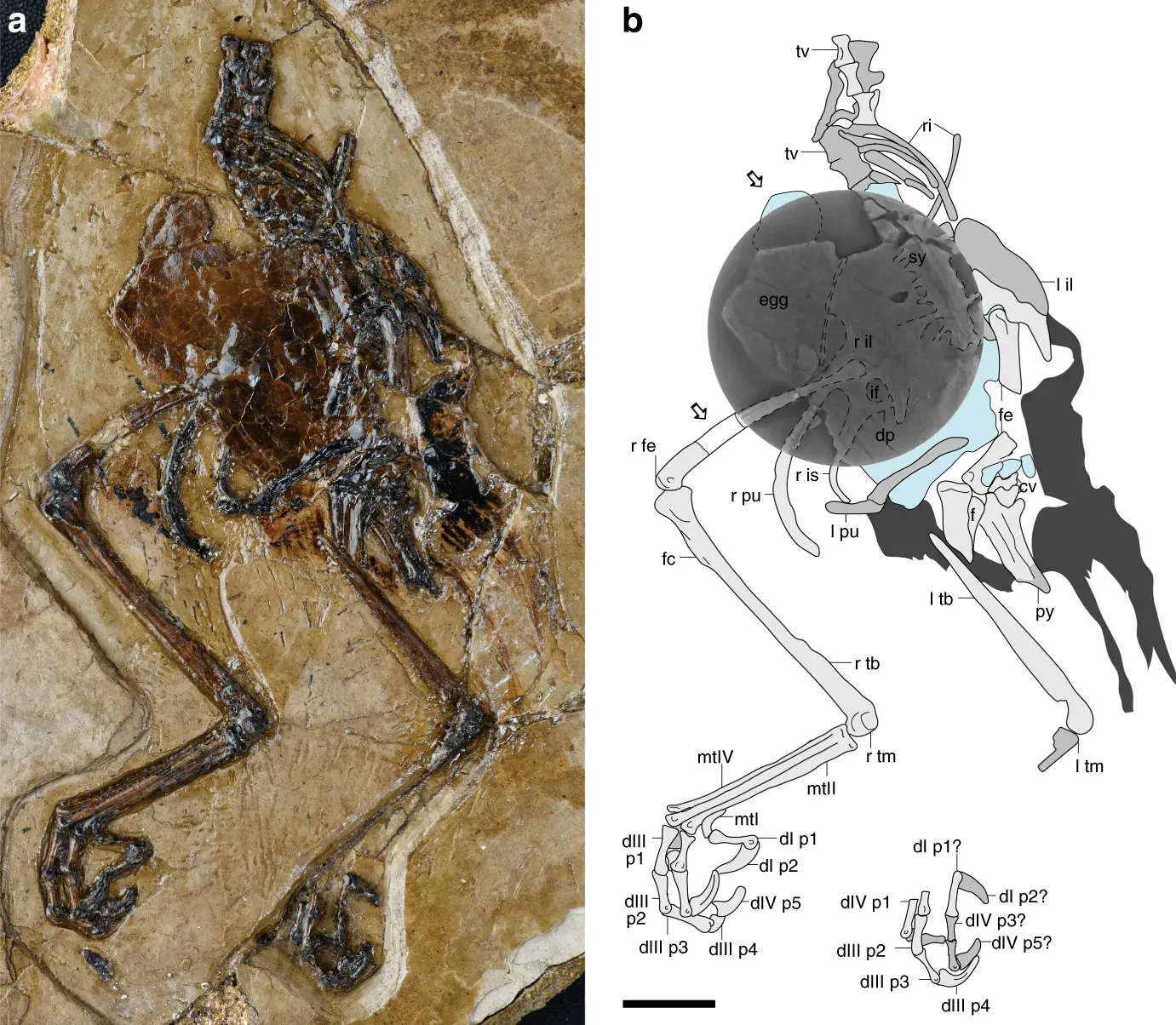 How Technology Is Transforming Fossil Research (By Alida M. Bailleul,[1]
References↑ Bailleul, Alida M. (20 March 2019). "An Early Cretaceous enantiornithine (Aves) preserving an unlaid egg and probable medullary bone". Nature Communications 10. DOI:10.1038/s41467-019-09259-x. Retrieved on 22 March 2019., CC BY-SA 4.0)