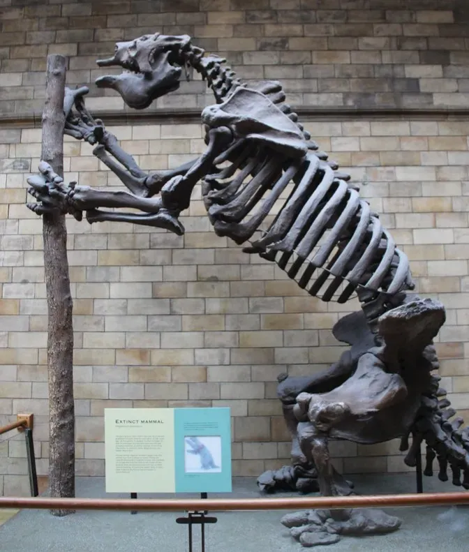 #11 - Ground Sloths Sharing the Americas With Humans (Image Credits: Flickr)