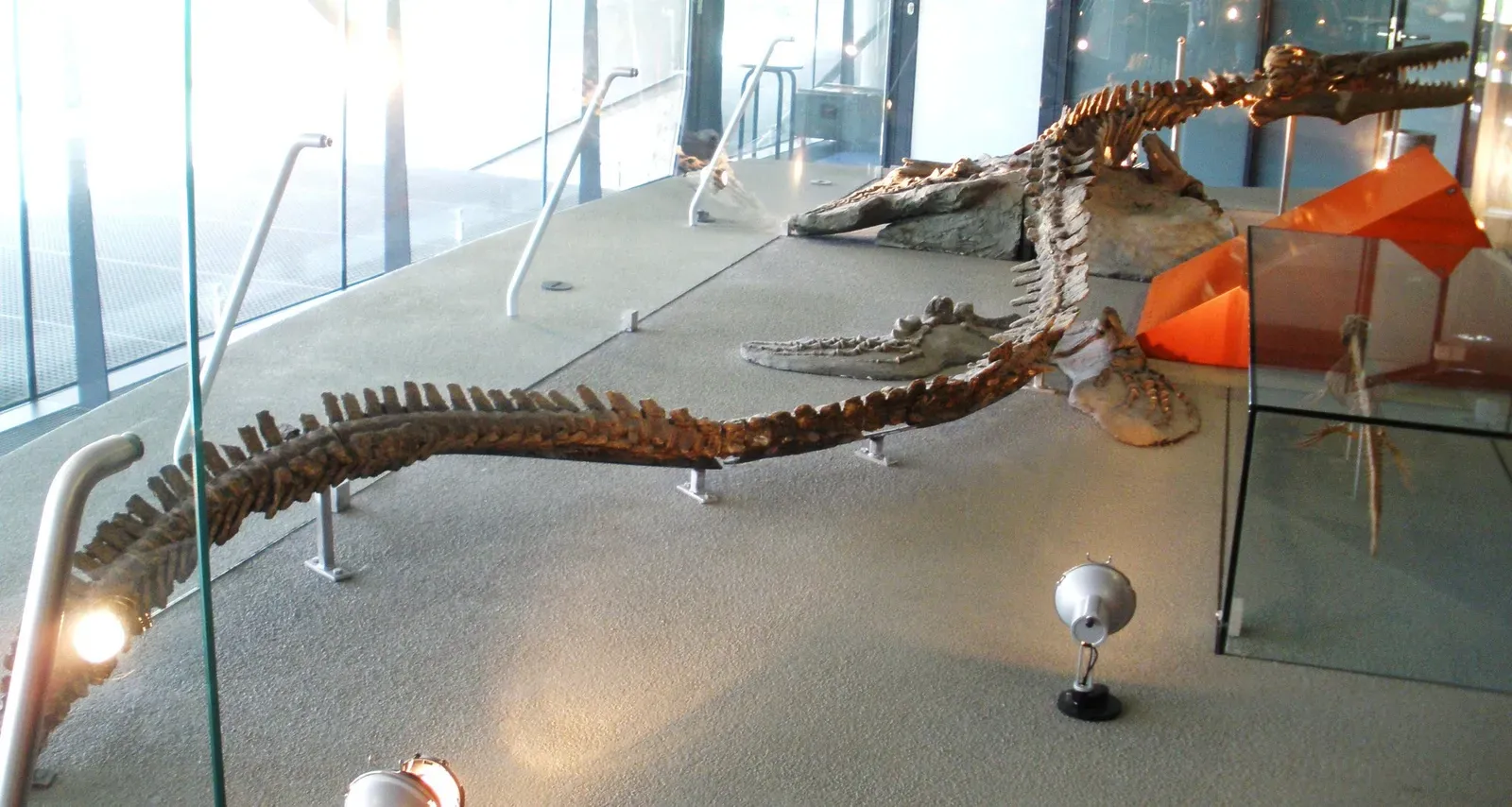 Platecarpus: The Flexible, Fast‑Turning Mosasaur (By Ghedoghedo, CC BY-SA 3.0)