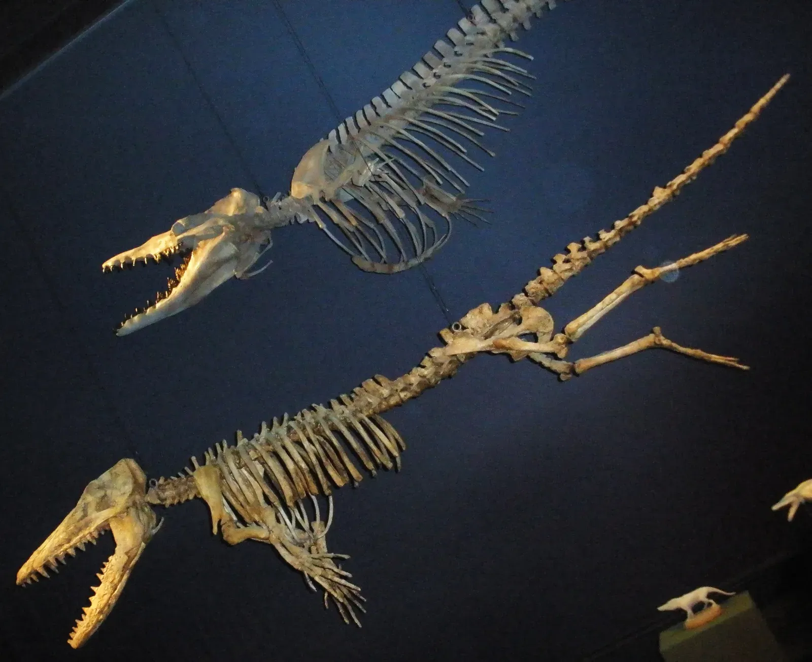 Ambulocetus: The Walking Whale (Image Credits: Wikimedia)
