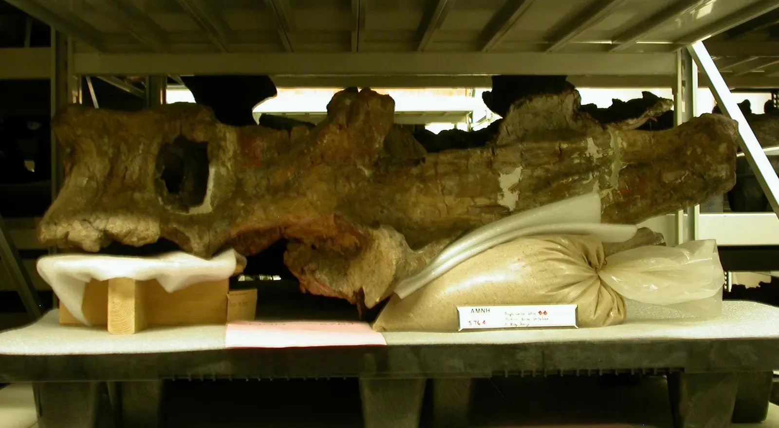#5 - The Largest Dinosaur Ever Might Be Based on One Lost Bone (Mike Taylor: How big was Amphicoelias fragillimus? I mean, really? Sauropod Vertebra Picture of the Week (blog), CC BY 4.0)