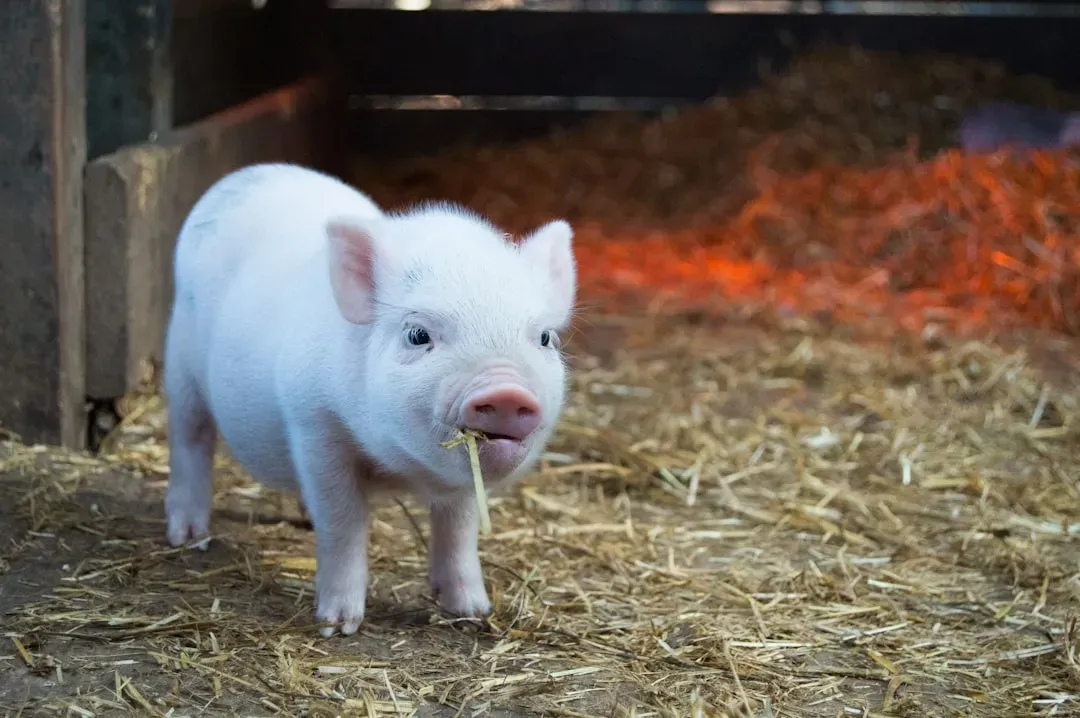 Pig: Wisdom Meets Speed (Image Credits: Unsplash)