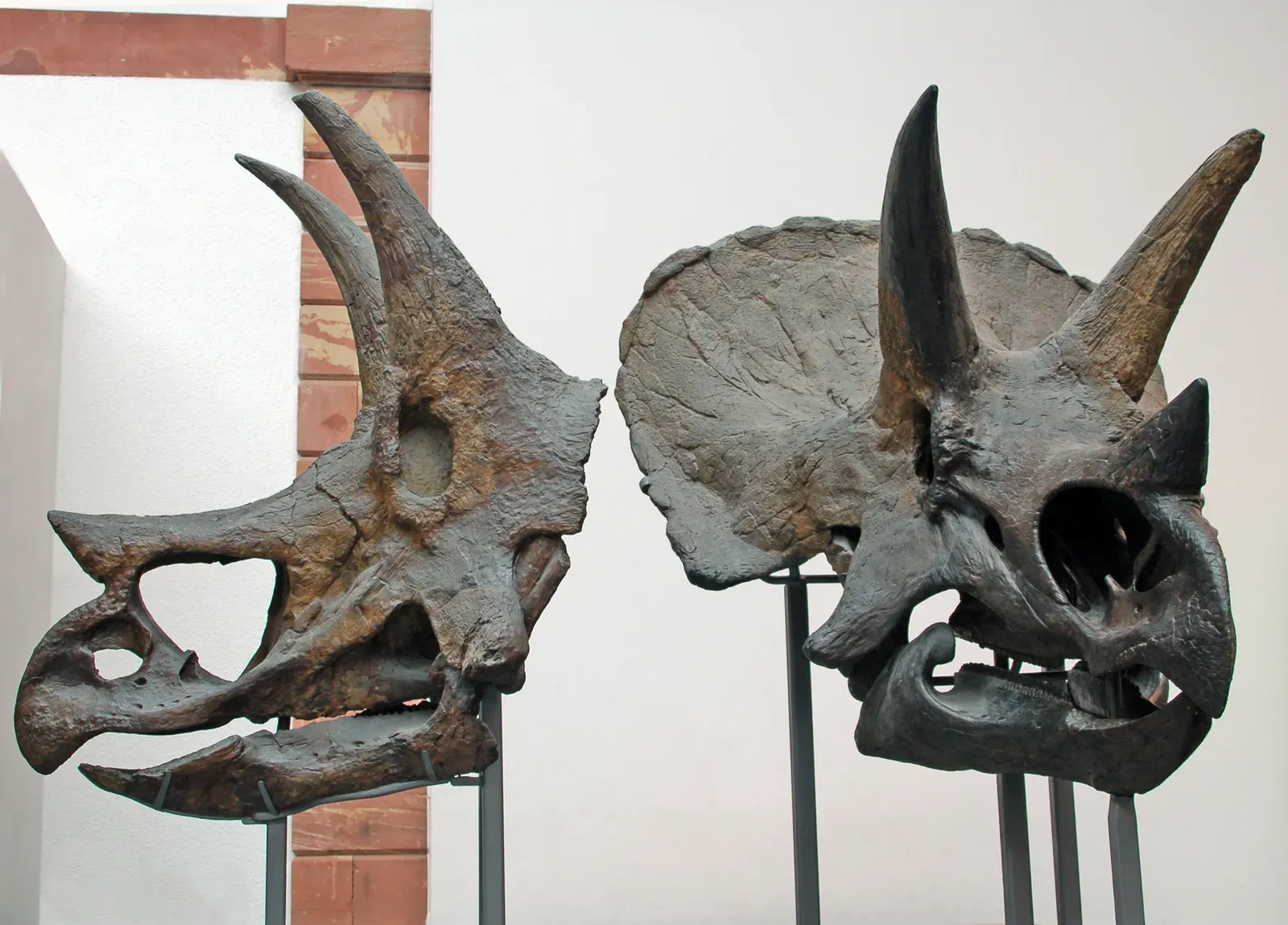 #5 - Triceratops Might Secretly Be Two "Species" That Never Existed (EvaK, CC BY-SA 2.5)