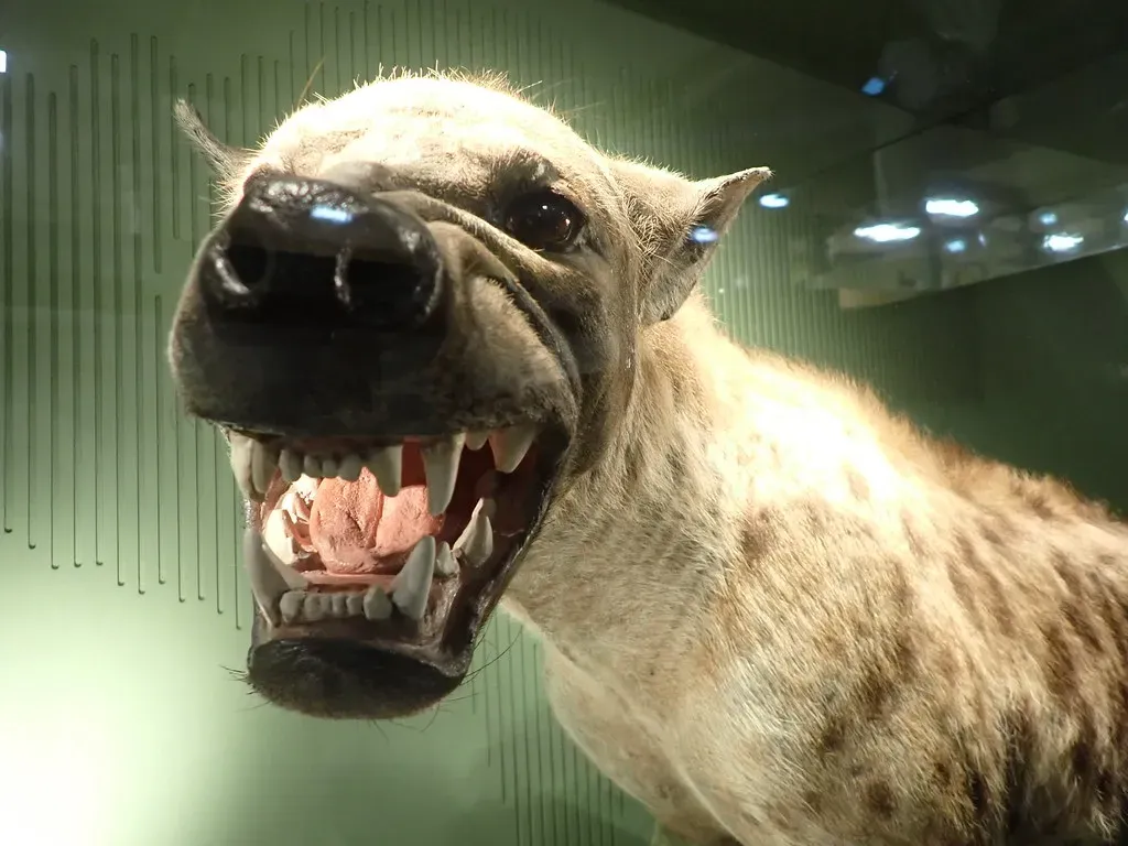 The Jaw That Could Crush Prehistoric Bone (Image Credits: Flickr)