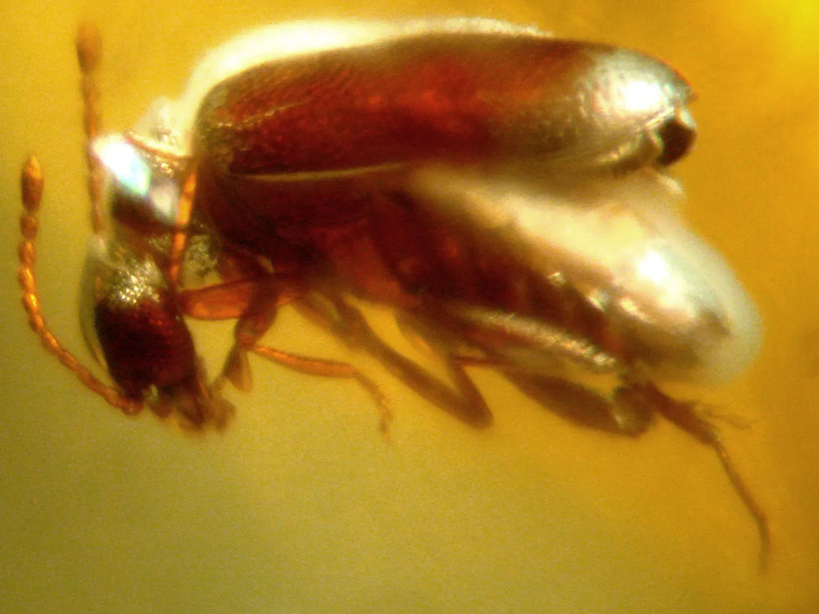 #4 - The "Four-Winged Beetle" Nobody Asked For (Private collection of amber, CC BY-SA 3.0)
