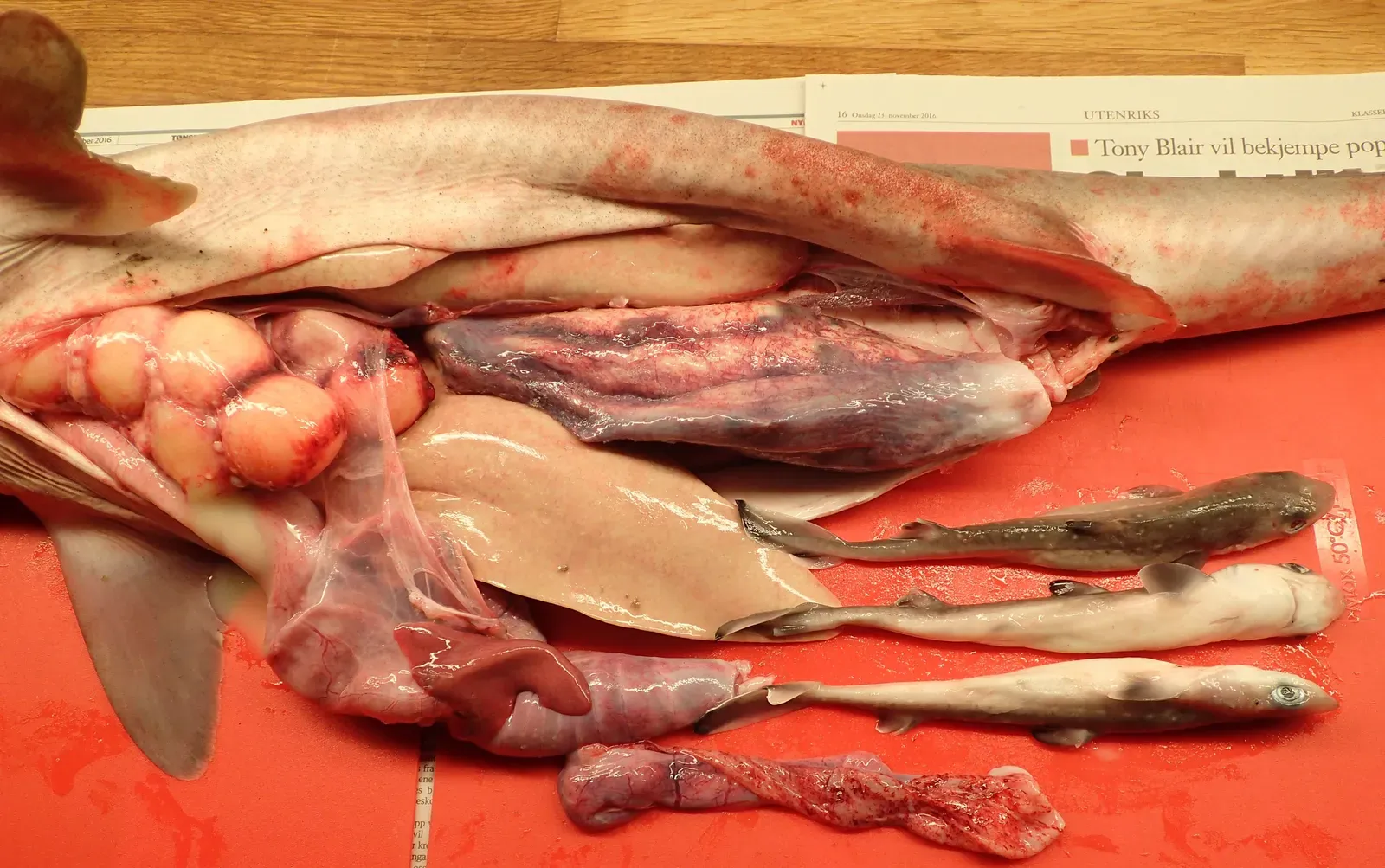 #7: Raw Organs, Entrails and Body Fluids (By Magnefl, CC BY-SA 4.0)