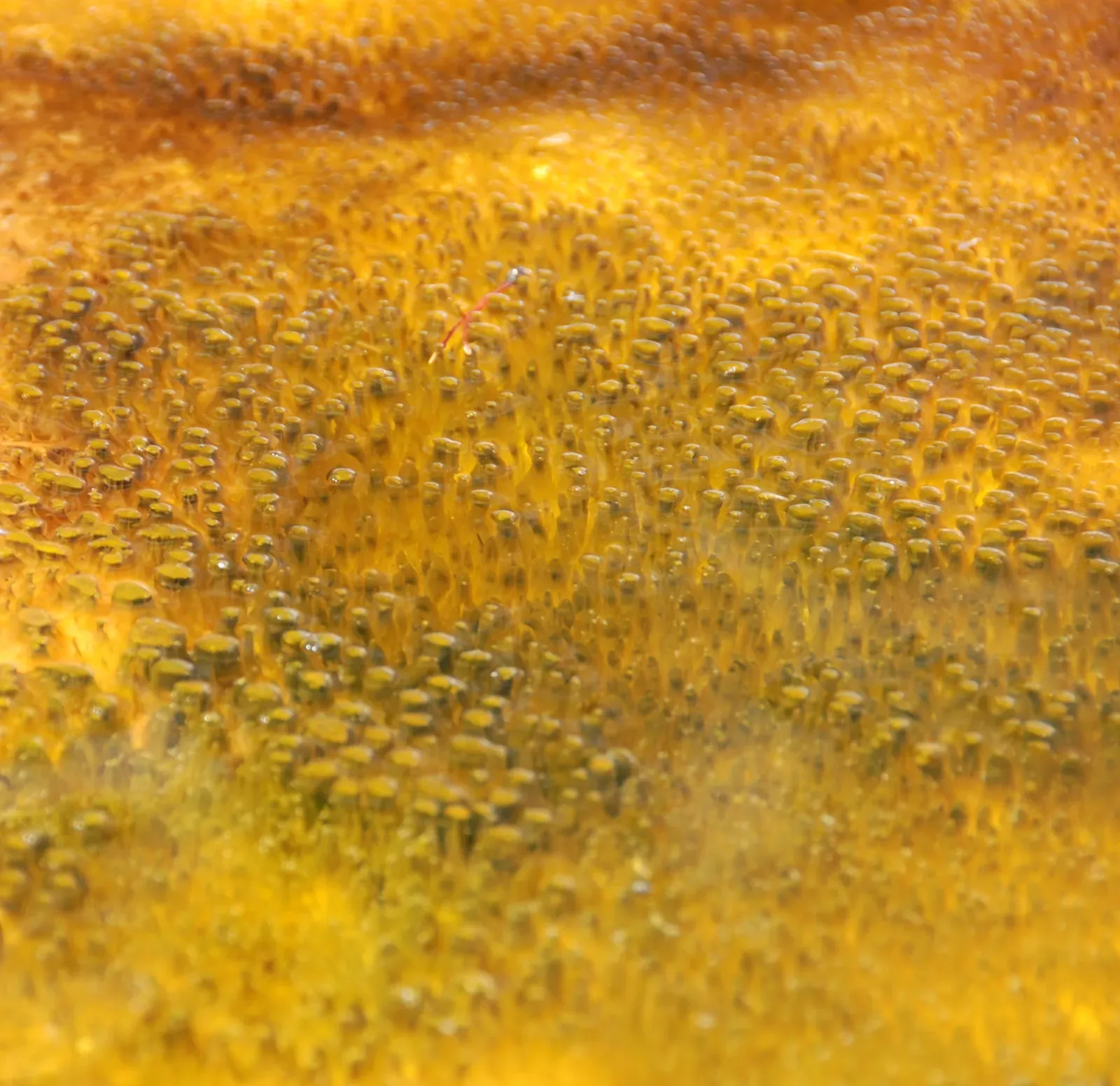 Microbial Mats and the Blueprint of Entire Ecosystems (By Alicejmichel, CC BY-SA 4.0)