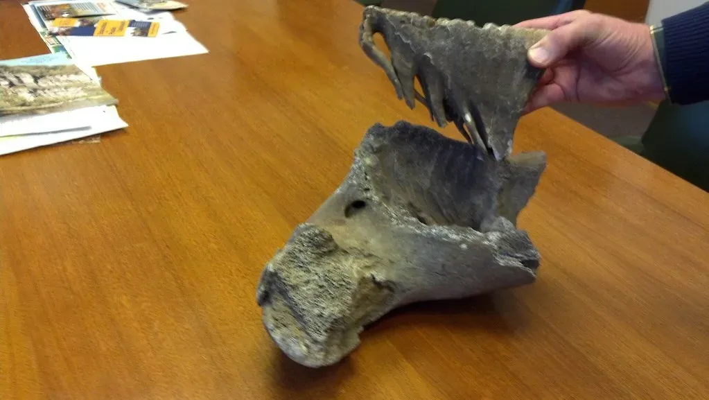 #19 - A 275-Million-Year-Old Jaw That Twisted Sideways for a Reason (Curtis Abert, Flickr, CC BY 2.0)