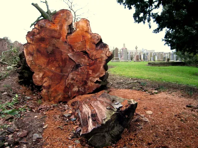 Planet of the Dead Trees: How Forest Floors Turned into Log Jams (From geograph.org.uk, CC BY-SA 2.0)