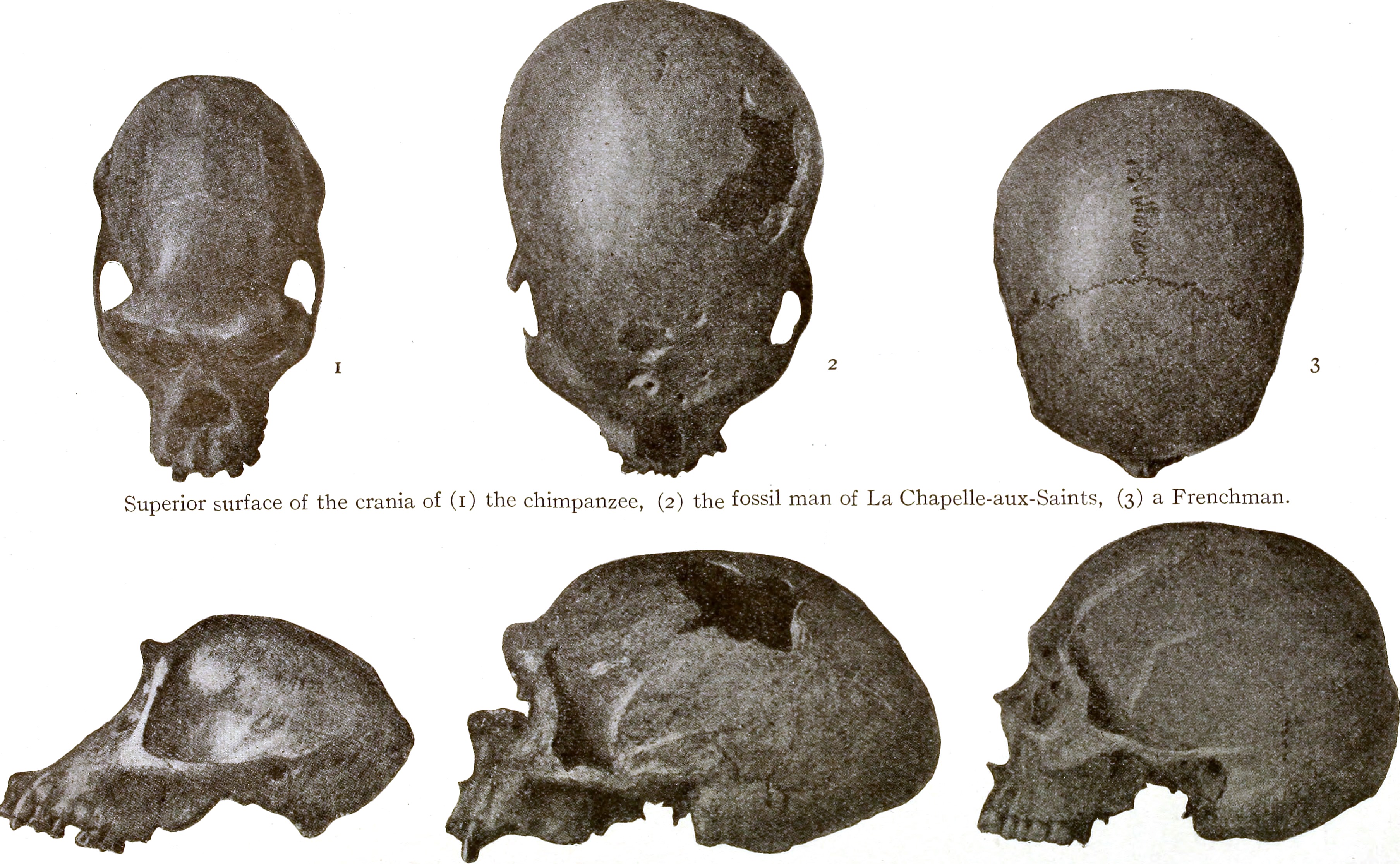 Exposing Britain's Greatest Scientific Scandal (Image Credits: Wikimedia)