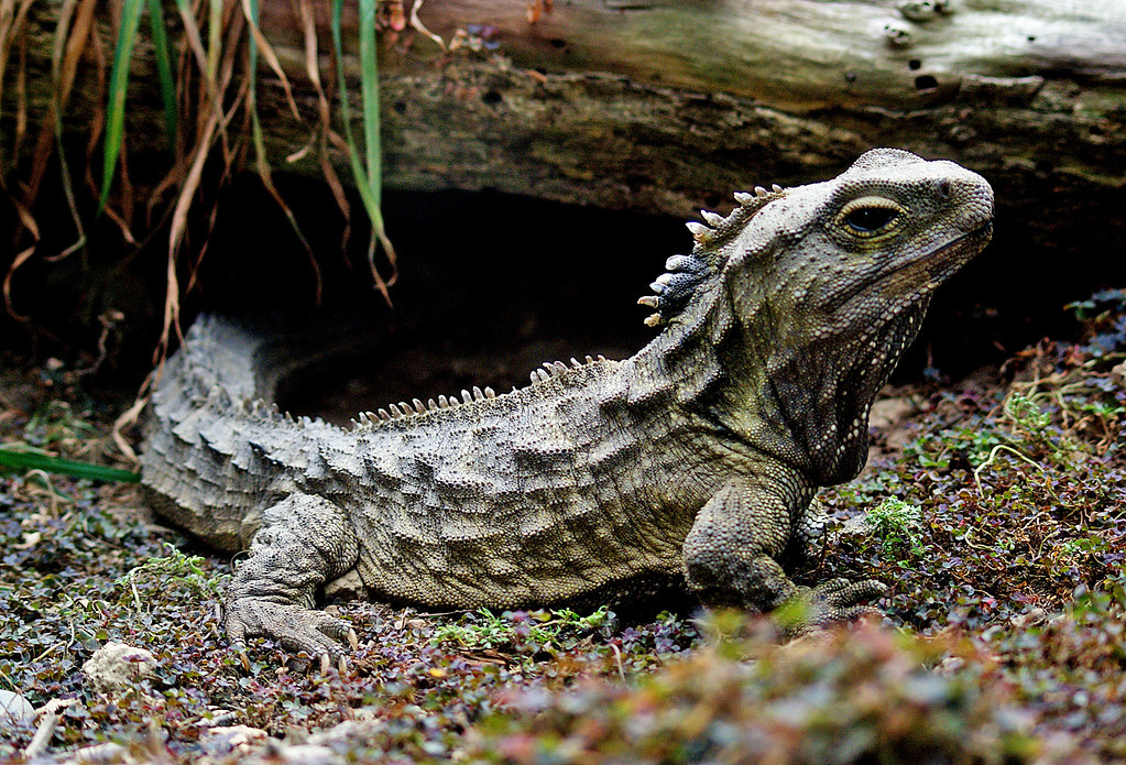 Tuatara: New Zealand's Living Dragon (Image Credits: Flickr)
