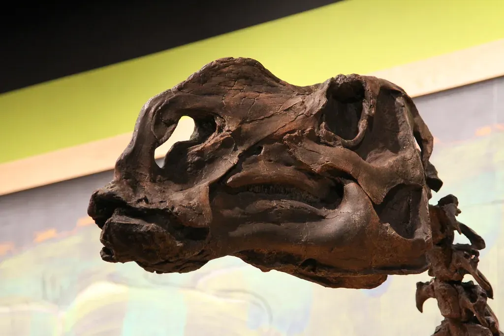What the Skull’s Bizarre Features Might Say About How It Lived (Jim, the Photographer, Flickr, CC BY 2.0)