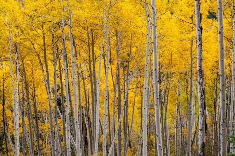 Gemini – The Aspen, Whispering Network of Many Voices (Image Credits: Pexels)