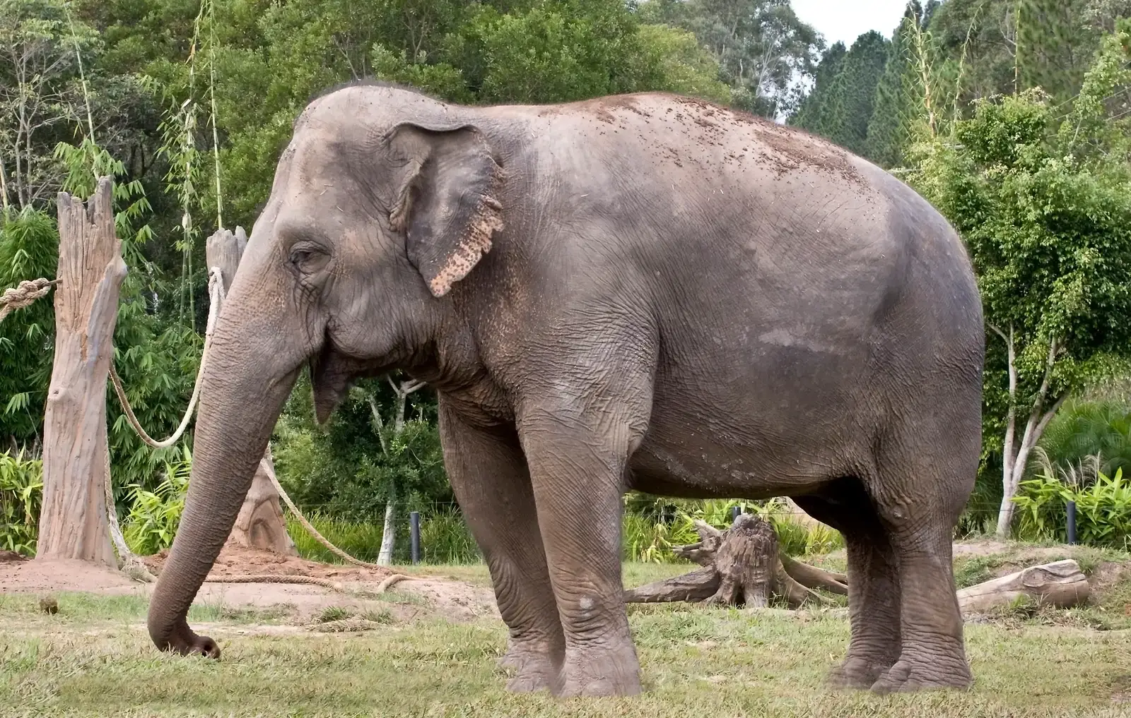 #9 - Elephants Understand What Humans Can and Can't See (By Sheba_Also 43,000 photos, CC BY-SA 2.0)