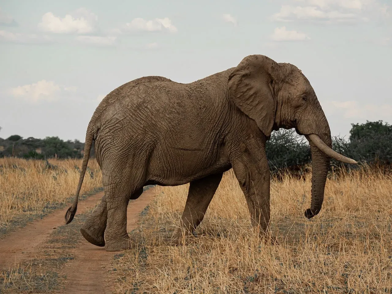 #7 - Nobody Knows Exactly How an Elephant's Brain Controls a 40,000-Muscle Trunk (Image Credits: Pixabay)