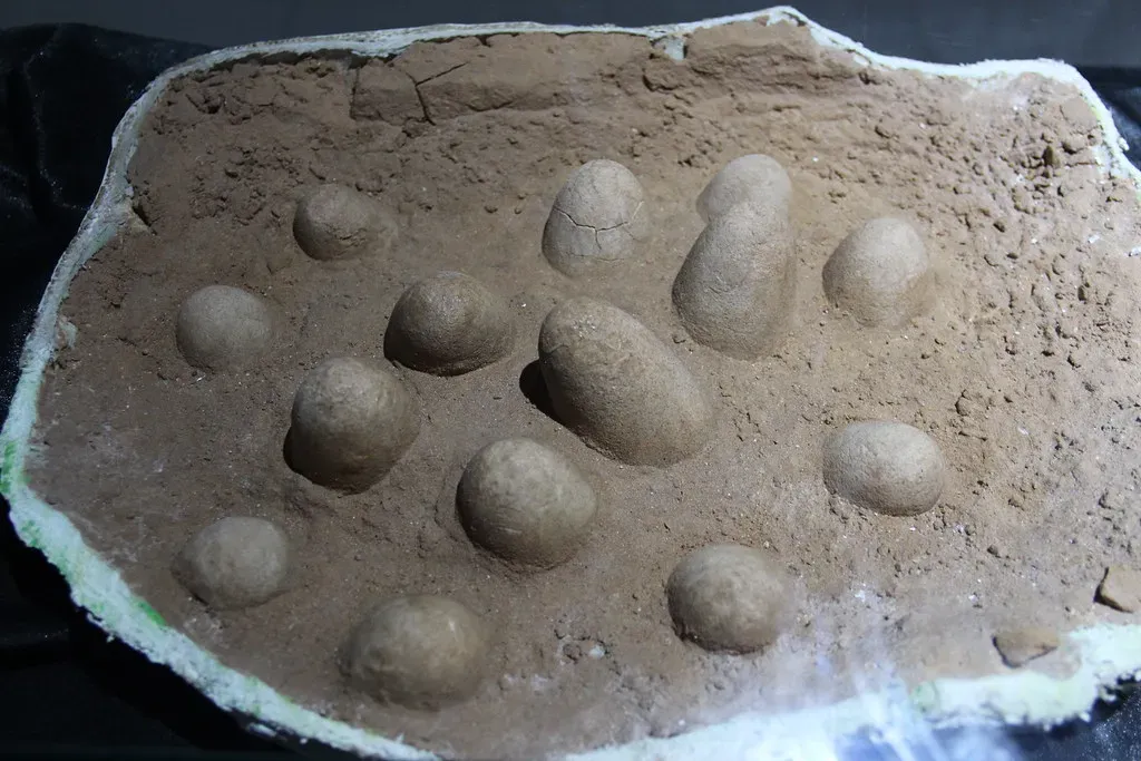 When the Earth Was a Nursery: How Fossilized Nests Were First Discovered (Image Credits: Flickr)