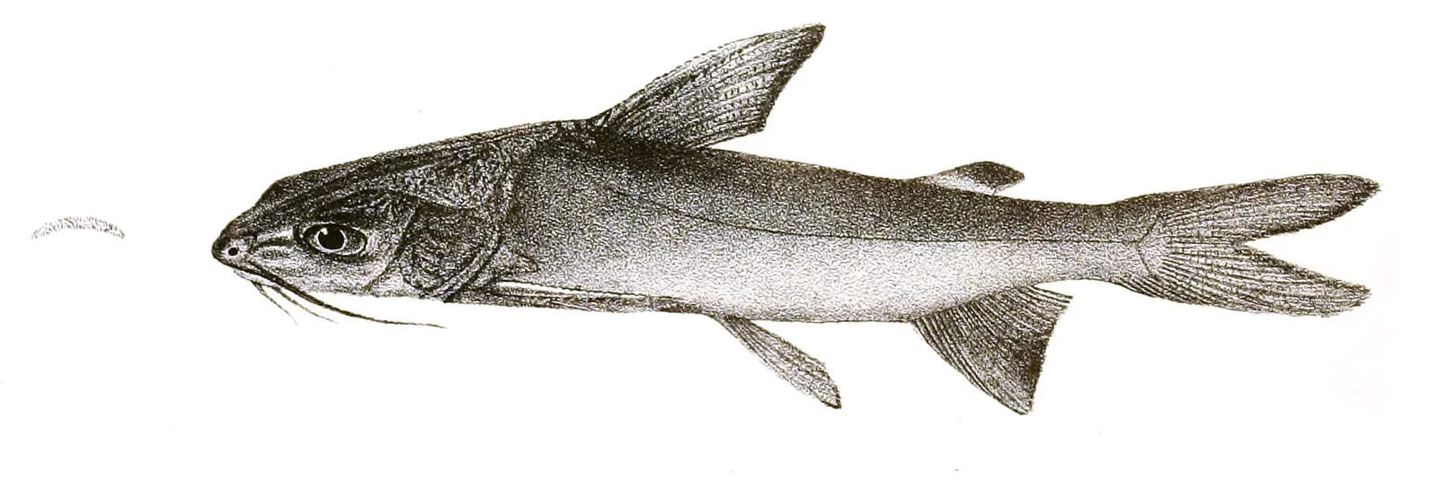 #9 - A Catfish Hid in Plain Sight for Generations (Day, Francis (1878) The Fishes of India. Volume 2., Public domain)