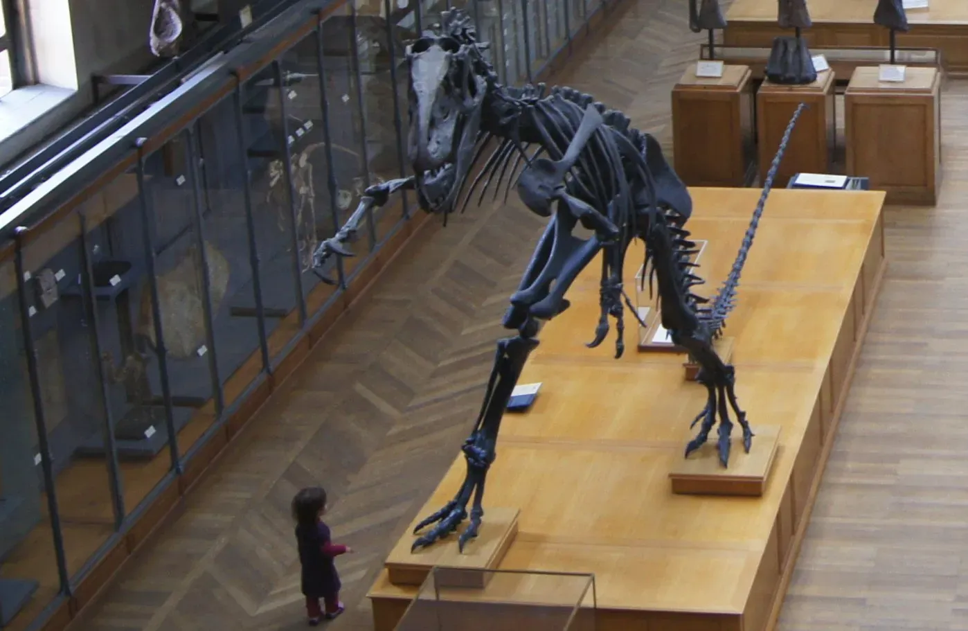 #8 - Plenty of Mounts on Display Are Already Scientifically Outdated (By Nicolas Halftermeyer, CC BY-SA 3.0)