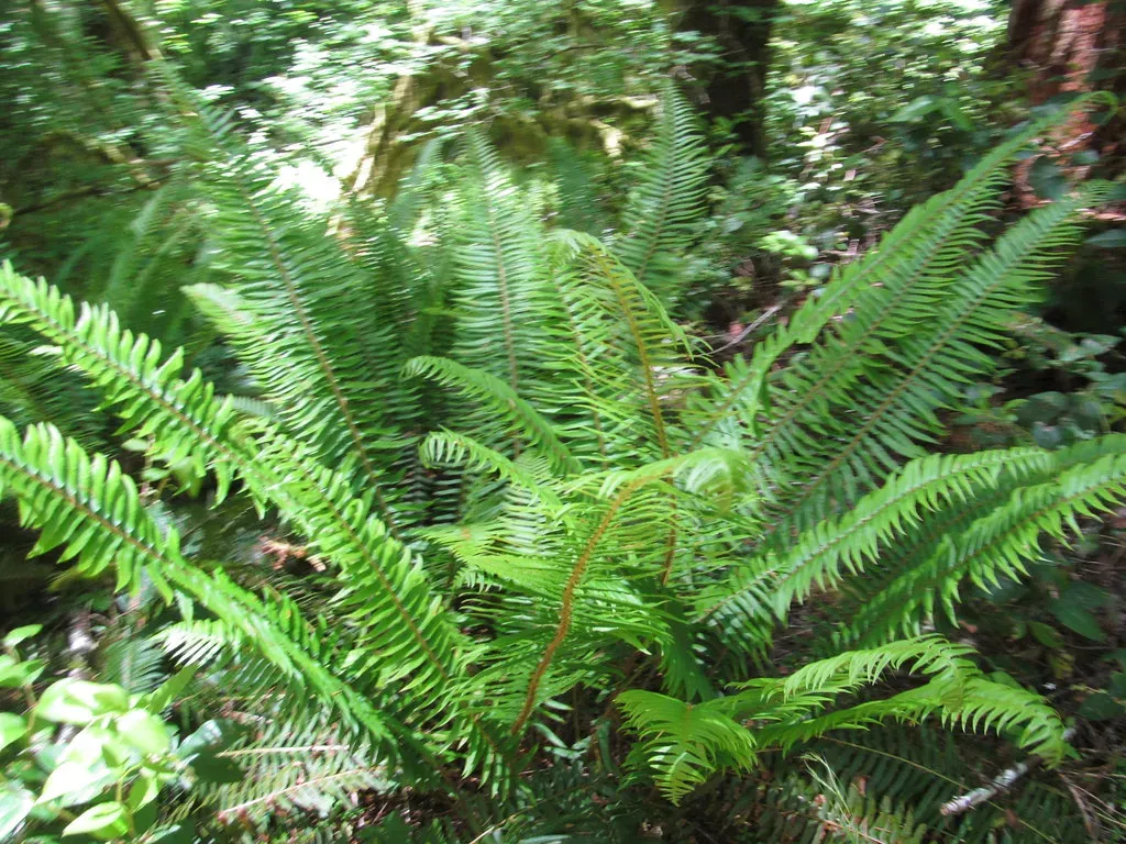 Tree Ferns: Shaping the Understory and Recovery Forests (Dougtone, Flickr, CC BY-SA 2.0)