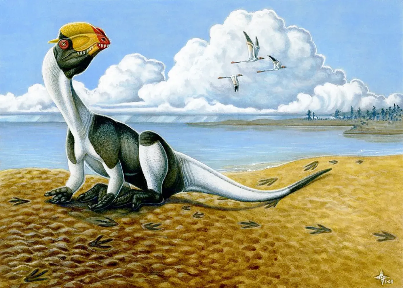 #7 - The Crests Were Fragile Display Pieces, Not Weapons (Milner ARC, Harris JD, Lockley MG, Kirkland JI, Matthews NA (2009) Bird-Like Anatomy, Posture, and Behavior Revealed by an Early Jurassic Theropod Dinosaur Resting Trace. PLoS ONE 4(3): e4591. doi:10.1371/journal.pone.0004591, CC BY 2.5)