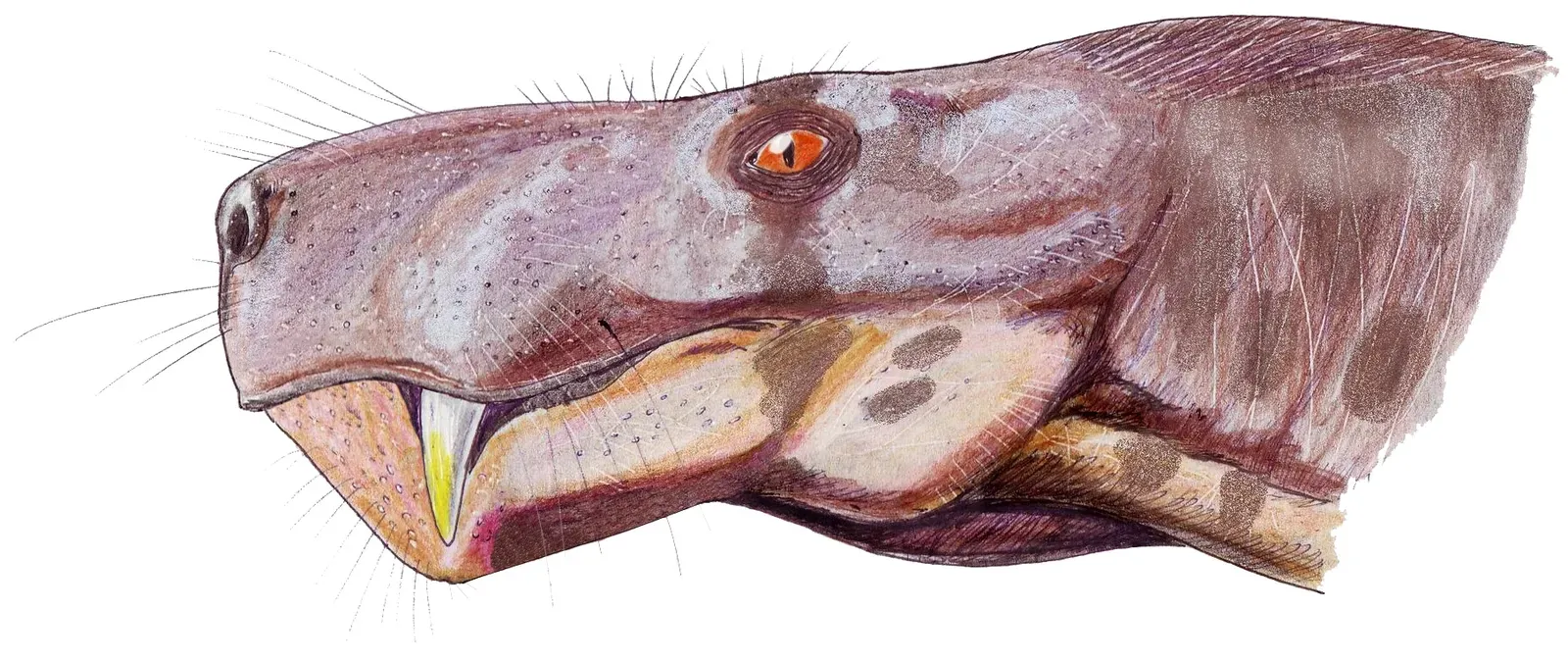 4. Endothermy: Generating Your Own Heat When the World Turns Cold (dmitrchel@mail.ru, CC BY 3.0)