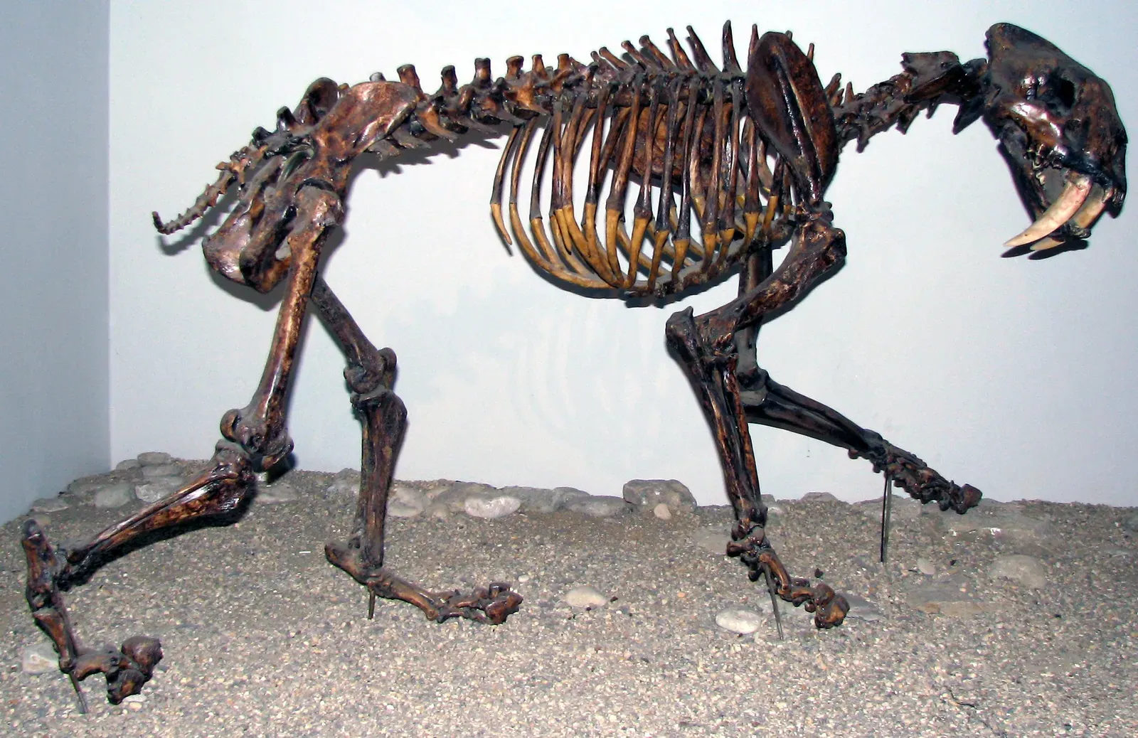 #10 - Smilodon's Slow Fade, Not a Sudden Death (Smilodon fatalis saber-toothed tiger (Upper Pleistocene; California, USA) 1, CC BY 2.0)