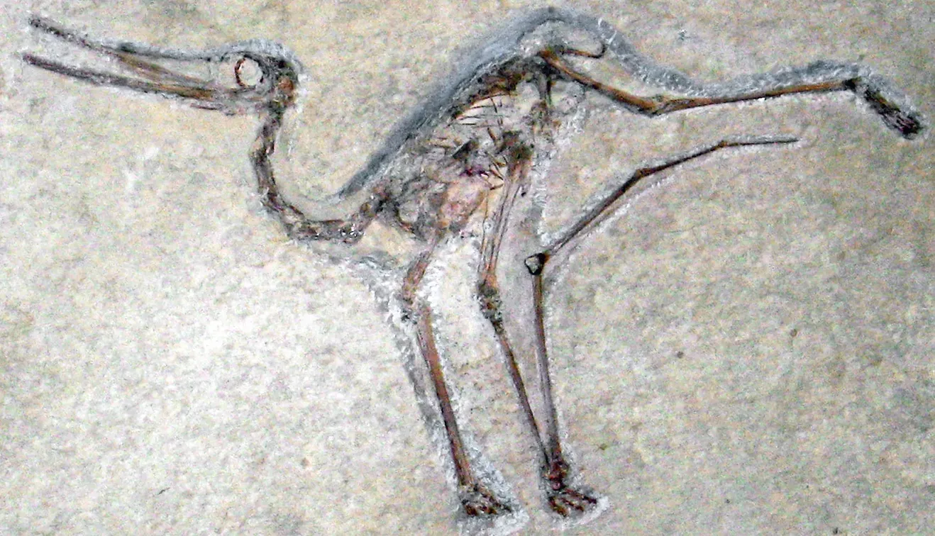 Conclusion: The Ground Beneath Your Feet Is Still Full of Surprises (Aurorazhdarcho micronyx (fossil pterosaur) (Solnhofen Limestone, Upper Jurassic; Bavaria, Germany), CC BY 2.0)