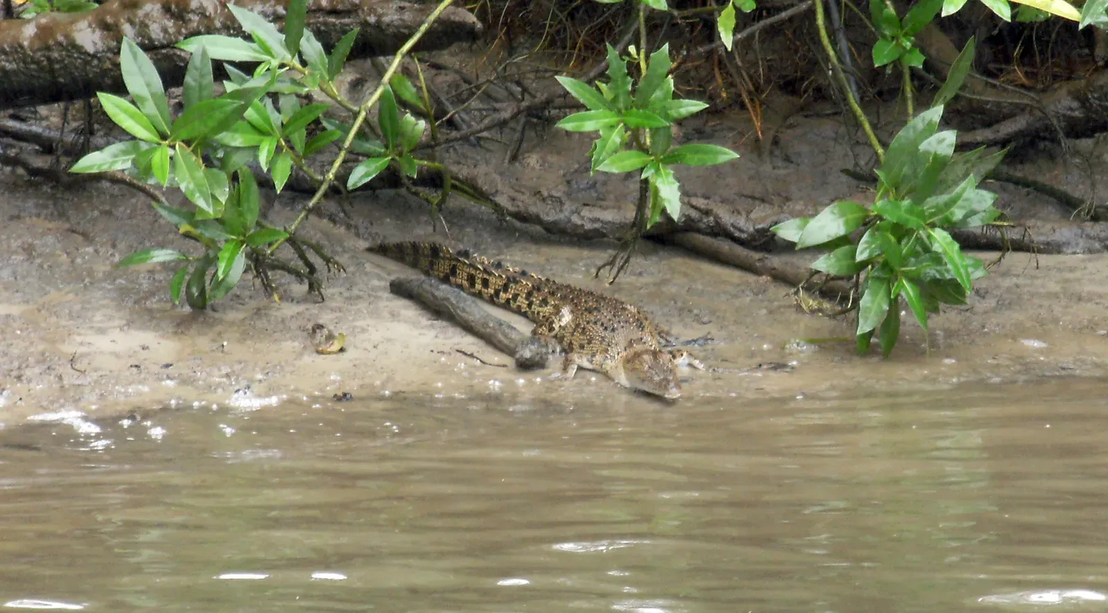 #12 - The Teenage Wanderers Who Always Find Their Way Back (Juvenile crocodileUploaded by Fæ, CC BY-SA 2.0)