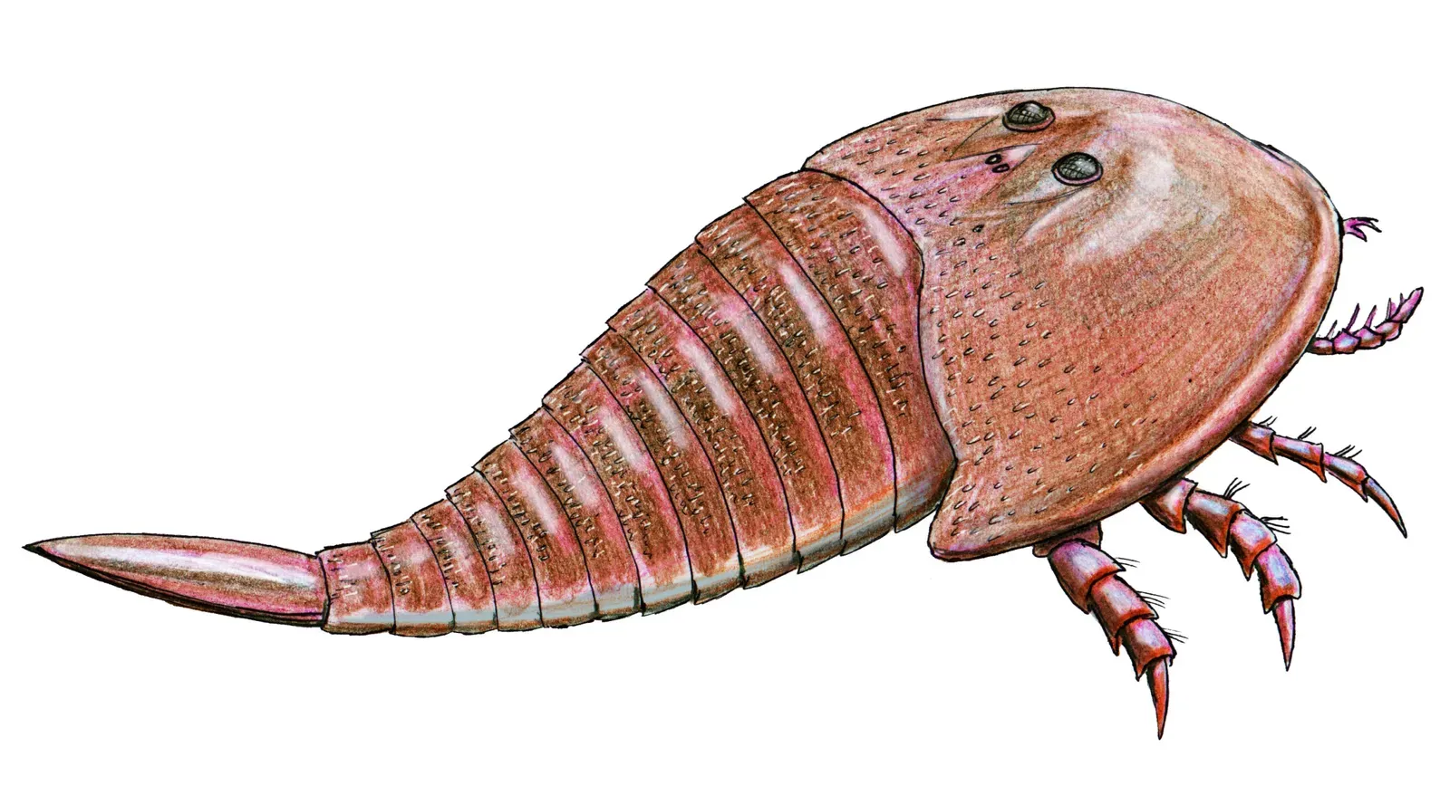 Hibbertopterus – The Armored Sea Scorpion That Trudged the Shallows (By ДиБгд, CC BY-SA 4.0)