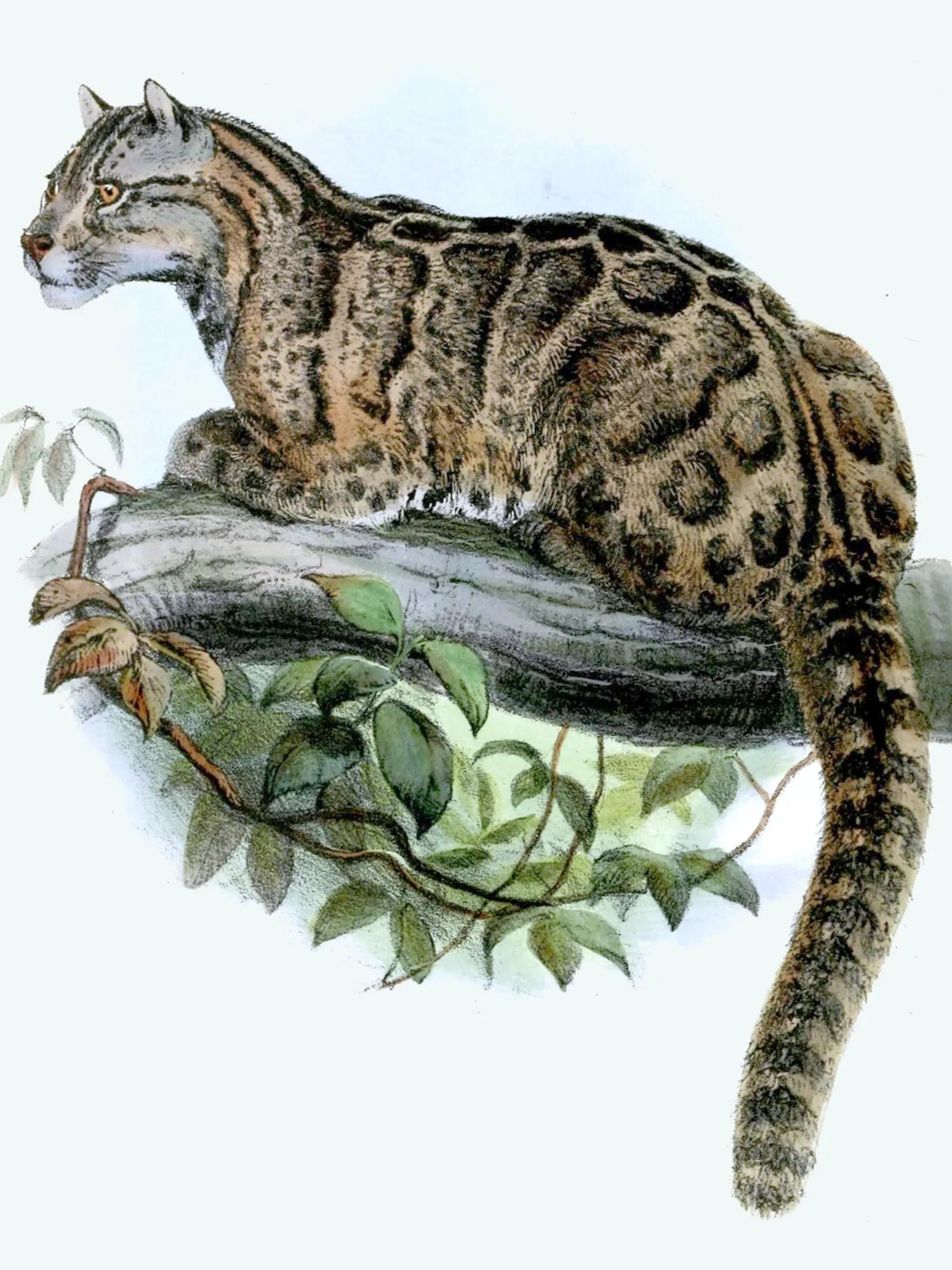 #13 - The Formosan Clouded Leopard (Proceedings of the Zoological Society of London 1862 (web), Public domain)